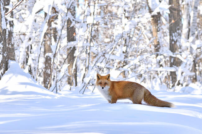 キタキツネのフォトスポット